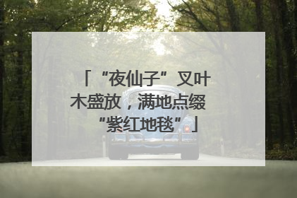 “夜仙子”叉叶木盛放，满地点缀“紫红地毯”