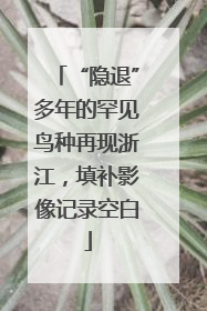 “隐退”多年的罕见鸟种再现浙江，填补影像记录空白
