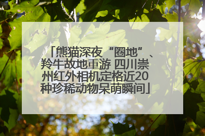 熊猫深夜“圈地”、羚牛故地重游 四川崇州红外相机定格近20种珍稀动物呆萌瞬间