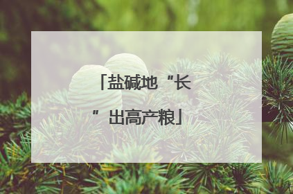 盐碱地“长”出高产粮