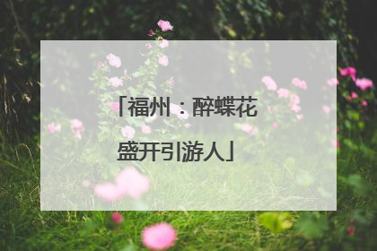 福州：醉蝶花盛开引游人