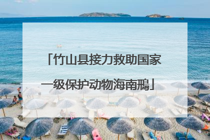 竹山县接力救助国家一级保护动物海南鳽