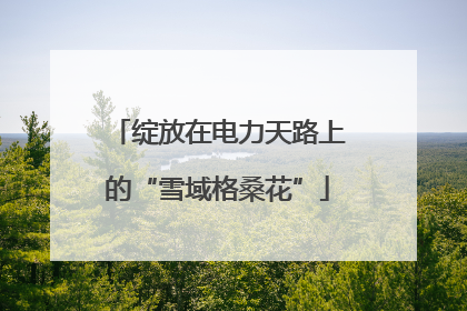 绽放在电力天路上的“雪域格桑花”