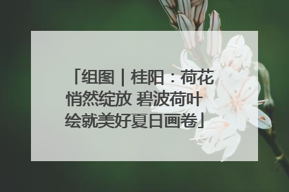 组图｜桂阳：荷花悄然绽放 碧波荷叶绘就美好夏日画卷