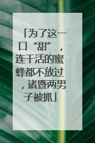 为了这一口“甜”，连干活的蜜蜂都不放过，诸暨两男子被抓