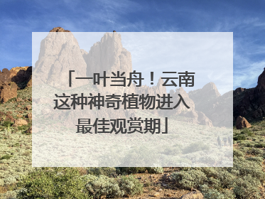 一叶当舟！云南这种神奇植物进入最佳观赏期