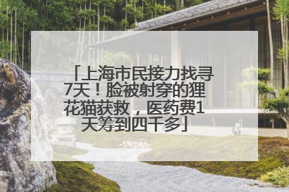 上海市民接力找寻7天！脸被射穿的狸花猫获救，医药费1天筹到四千多