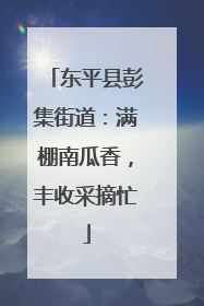 东平县彭集街道：满棚南瓜香，丰收采摘忙