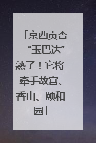 京西贡杏“玉巴达”熟了！它将牵手故宫、香山、颐和园