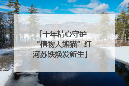 十年精心守护 “植物大熊猫”红河苏铁焕发新生