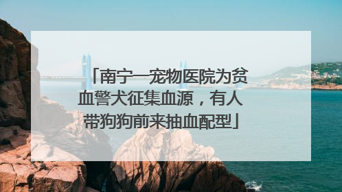 南宁一宠物医院为贫血警犬征集血源，有人带狗狗前来抽血配型