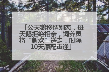 公天鹅移情别恋，母天鹅拒绝相亲，饲养员将“新欢”送走，时隔10天原配重逢