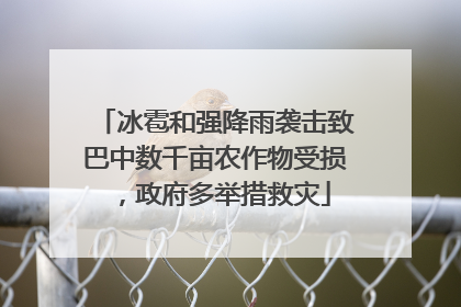 冰雹和强降雨袭击致巴中数千亩农作物受损，政府多举措救灾