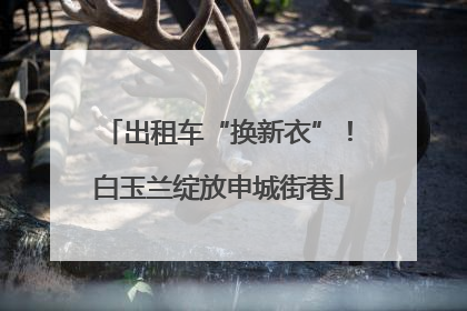 出租车“换新衣”！白玉兰绽放申城街巷