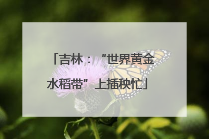 吉林：“世界黄金水稻带”上插秧忙