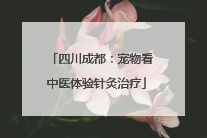 四川成都：宠物看中医体验针灸治疗