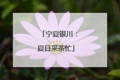 宁夏银川：夏日采茶忙