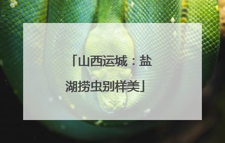 山西运城：盐湖捞虫别样美