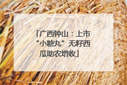 广西钟山：上市“小糖丸”无籽西瓜助农增收