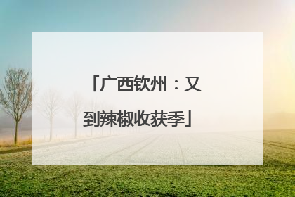 广西钦州：又到辣椒收获季