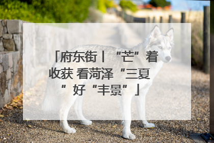 府东街丨“芒”着收获 看菏泽“三夏”好“丰景”