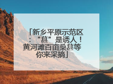 新乡平原示范区：“葚”是诱人！黄河滩百亩桑葚等你来采摘