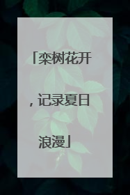 栾树花开，记录夏日浪漫