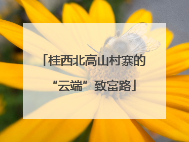 桂西北高山村寨的“云端”致富路