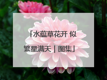 水蕴草花开 似繁星满天｜图集
