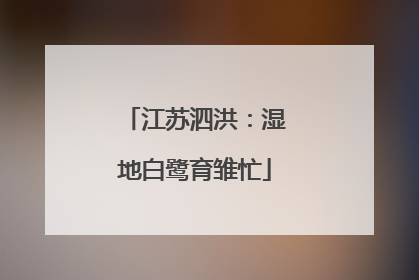 江苏泗洪：湿地白鹭育雏忙
