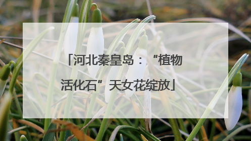 河北秦皇岛：“植物活化石”天女花绽放