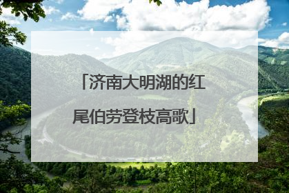 济南大明湖的红尾伯劳登枝高歌
