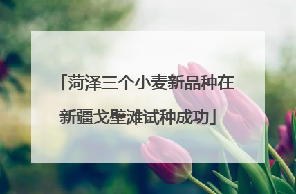 菏泽三个小麦新品种在新疆戈壁滩试种成功