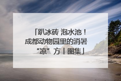 趴冰砖 泡水池！成都动物园里的消暑“凉”方丨图集