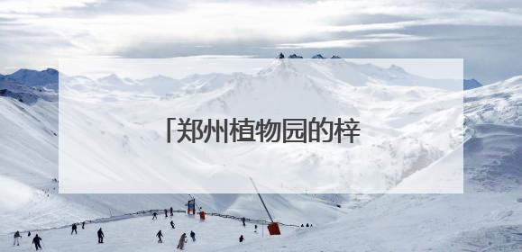 郑州植物园的梓树结“豆角”了
