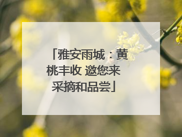雅安雨城：黄桃丰收 邀您来采摘和品尝