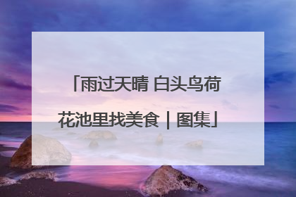 雨过天晴 白头鸟荷花池里找美食｜图集