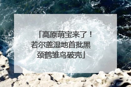 高原萌宝来了！若尔盖湿地首批黑颈鹤雏鸟破壳