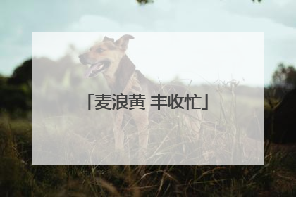 麦浪黄 丰收忙
